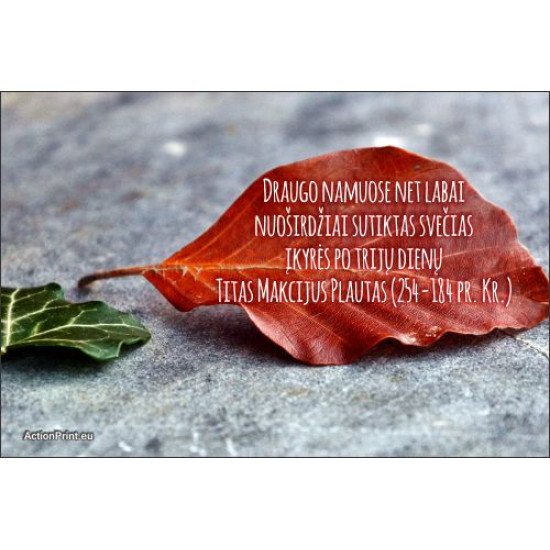 Magnetukas Titas Makcijus Plautas