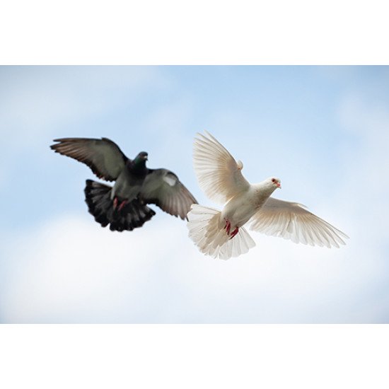 Fototapetai Balandžiai