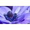 Fototapetai Violetinis gėlės žiedas