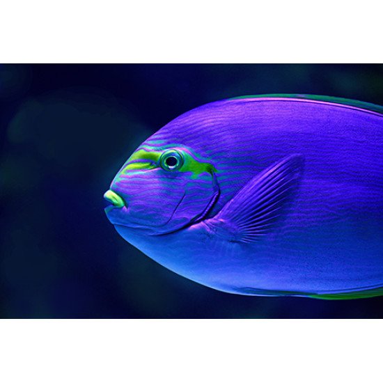 Fototapetas Žuvis plaukianti jūroje