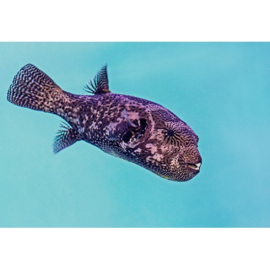 Fototapetas Žuvis plaukianti jūroje