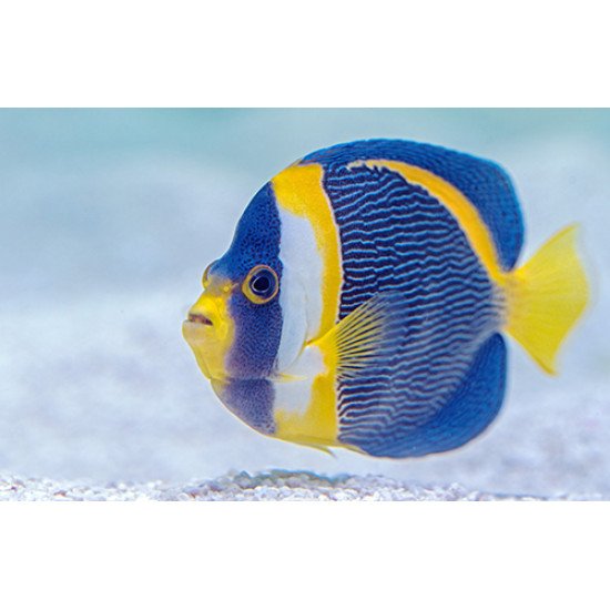 Fototapetas Žuvis plaukianti jūroje