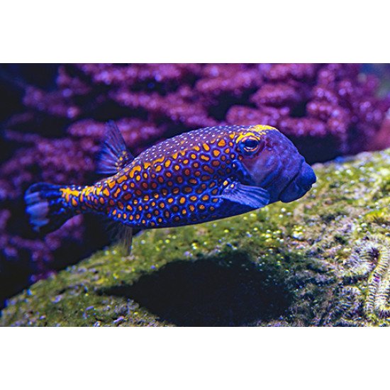 Fototapetas Žuvis plaukia per koralų rifą