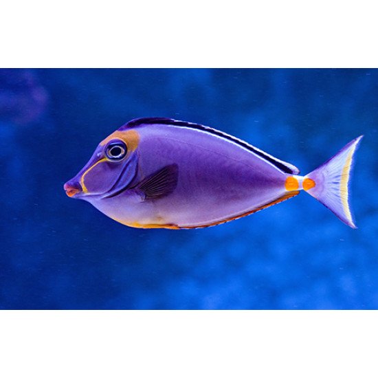 Fototapetas Žuvis plaukianti jūroje