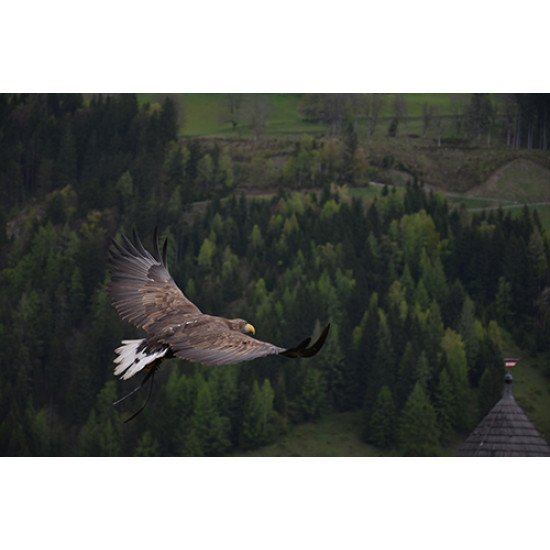 Fototapetas Vanagas skrendantis virš miško