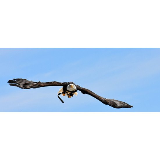 Fototapetas erelis skrendantis danguje