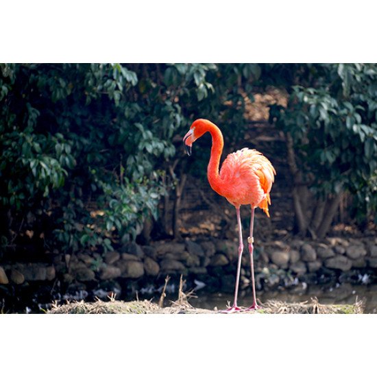Fototapetas Flamingas