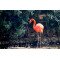 Fototapetas Flamingas