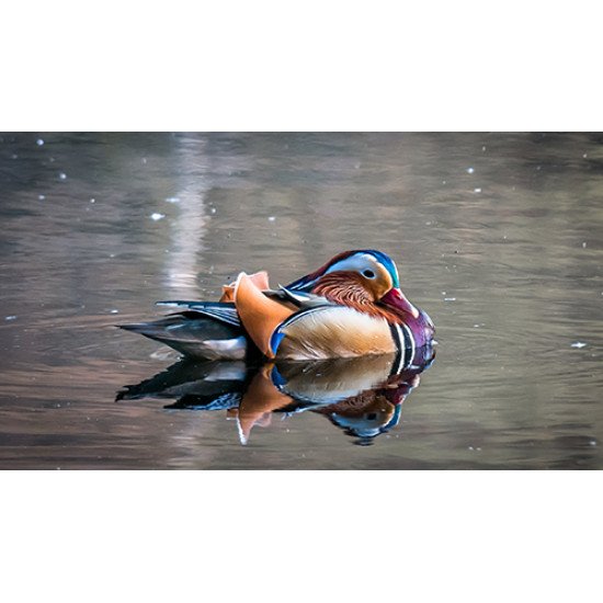 Fototapetas paukštis vandenyje
