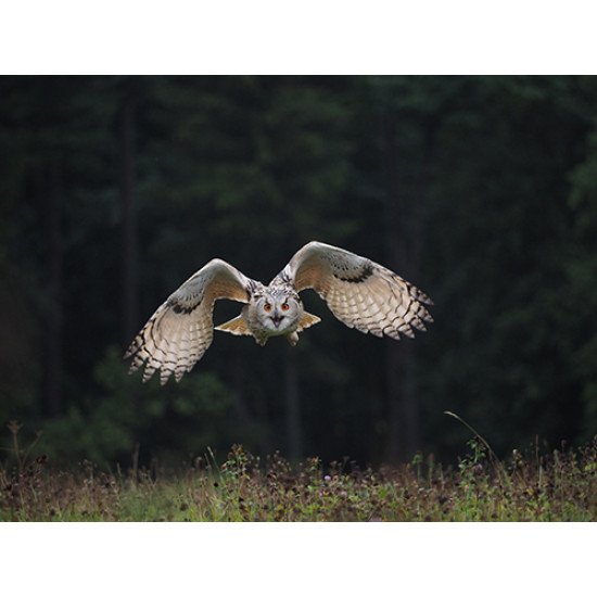 Fototapetas pelėda skrendantis virš žolės