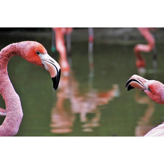 Fototapetas Flamingai vandenyje