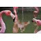 Fototapetas Flamingai vandenyje