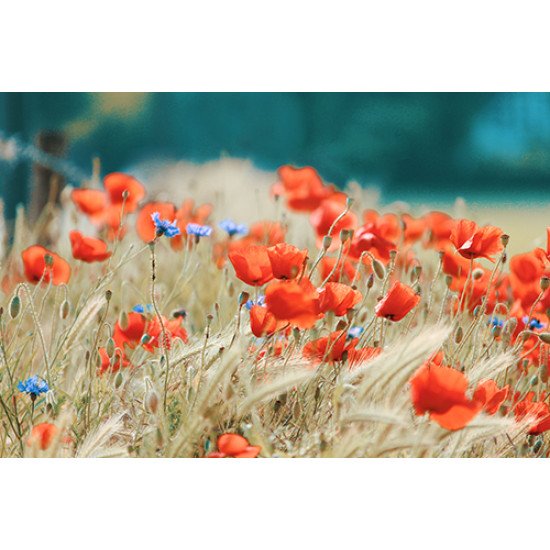 Fototapetas Aguonų laukas