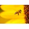 Fototapetas Bitė ant geltono gėlės žiedo