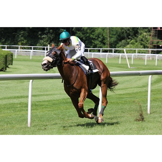 Fototapetai Vyras joja ant žirgo