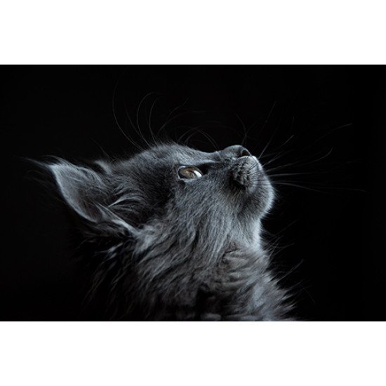 Fototapetai Pilka katė