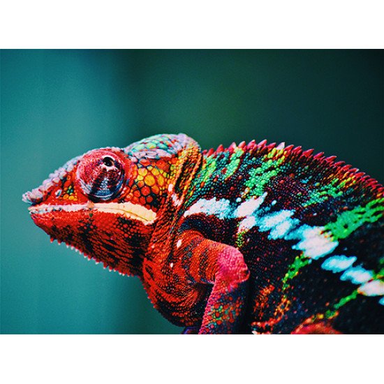Fototapetai Chameleonas