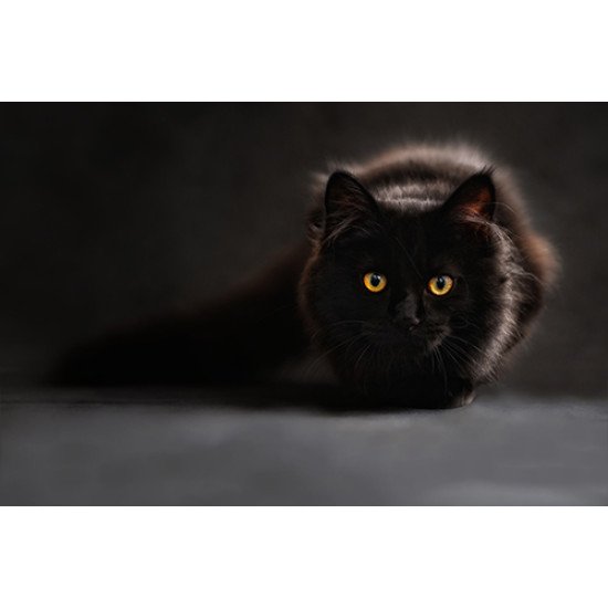 Fototapetai Juoda katė