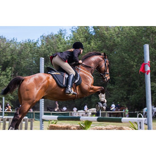 Fototapetai Žirgas šokantis per kliūtį