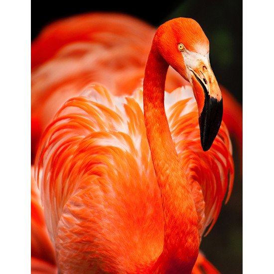 Fototapetas Flamingas