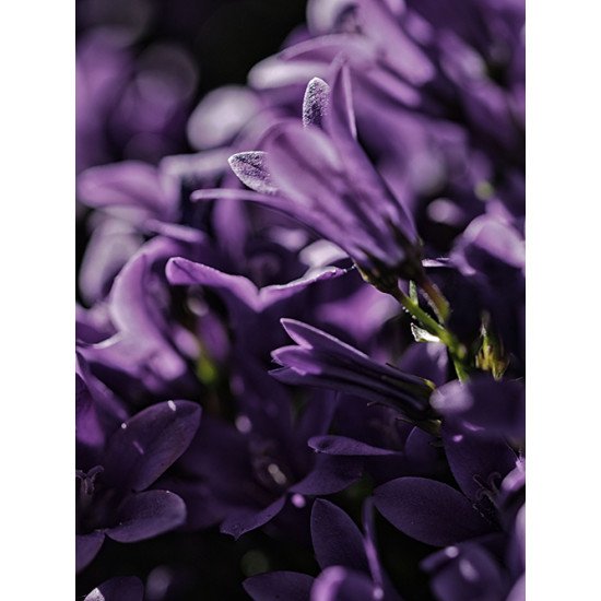 Fototapetas Violetinės gėlės