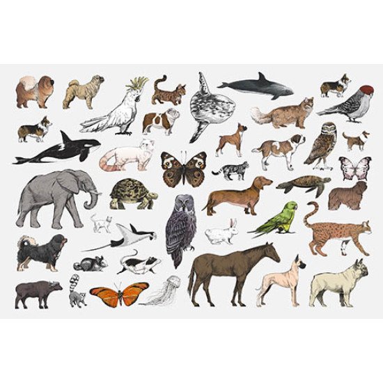 Plakatas mokomasis Gyvūnai