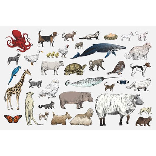 Plakatas mokomasis Gyvūnai 0002