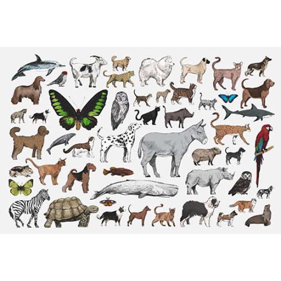 Plakatas mokomasis Gyvūnai 0004