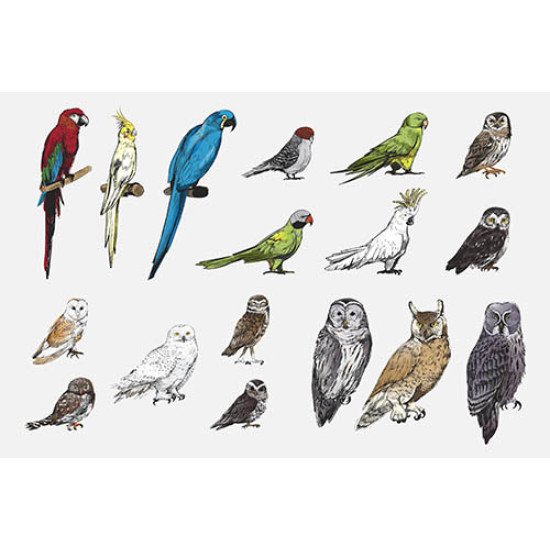 Plakatas mokomasis Paukščiai 0001