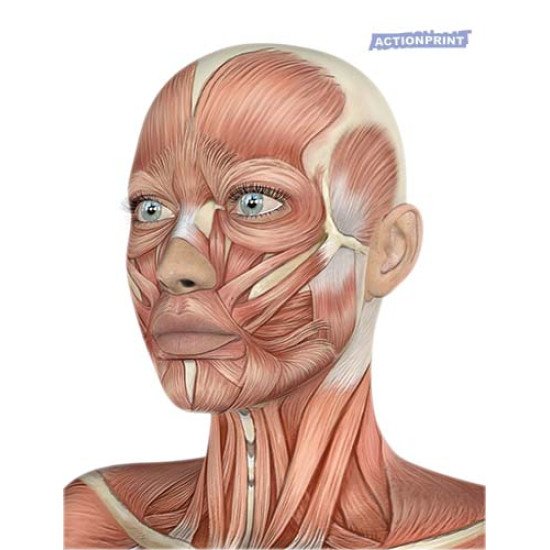 Plakatas mokomasis 3D žmogaus galva su raumenimis