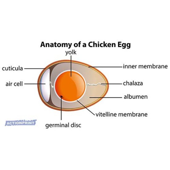 Plakatas mokomasis Vištos kiaušinio anatomija