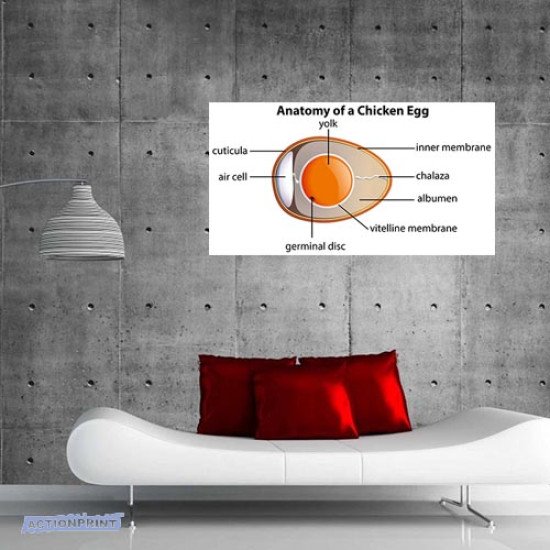 Plakatas mokomasis Vištos kiaušinio anatomija