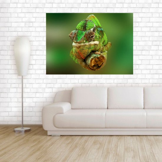 Plakatas Chamelionas