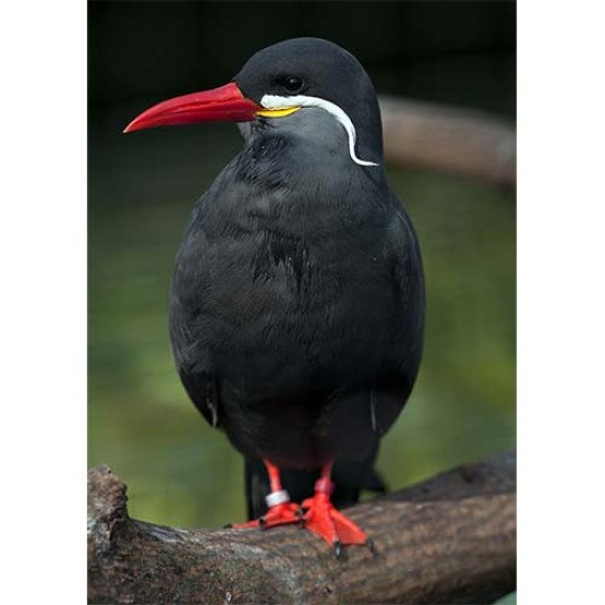 Plakatas Inca tern paukštis