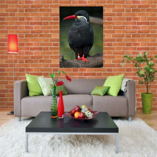 Plakatas Inca tern paukštis