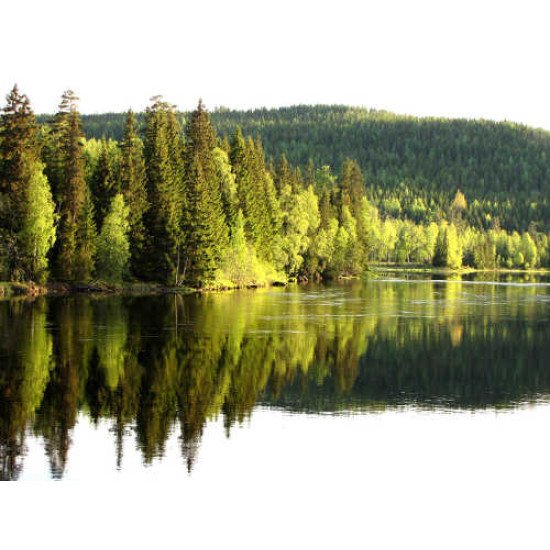 Fototapetas Kur pažvelgsi visur žalia