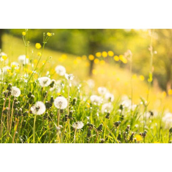 Fototapetas Pienių pieva