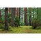 Fototapetas Miško keliu vasarą