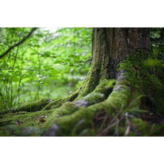 Fototapetas Medis apaugęs samanomis