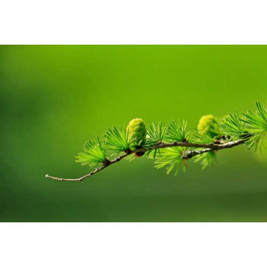 Fototapetas Žali kankorėžiukai ant šakos žaliame fone