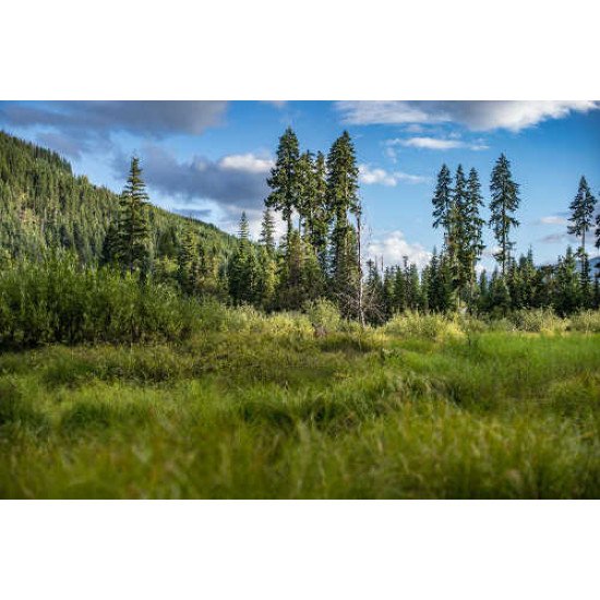 Fototapetas Žaliuojanti pieva su pasislėpusia stirna