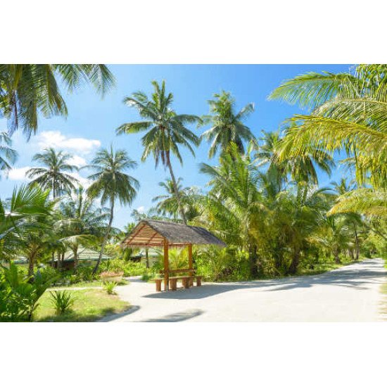 Fototapetai Autobusų stotelė palmių pavėsyje