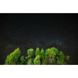 Fototapetas Medžiai žvaigždėto dangaus fone