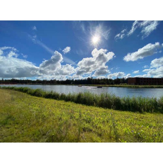 Fototapetas Žaliuojanti pieva saulės glėbyje - 002