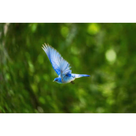 Fototapetas Skrendantis mėlynasis paukštis džiunglėse