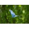 Fototapetas Skrendantis mėlynasis paukštis džiunglėse