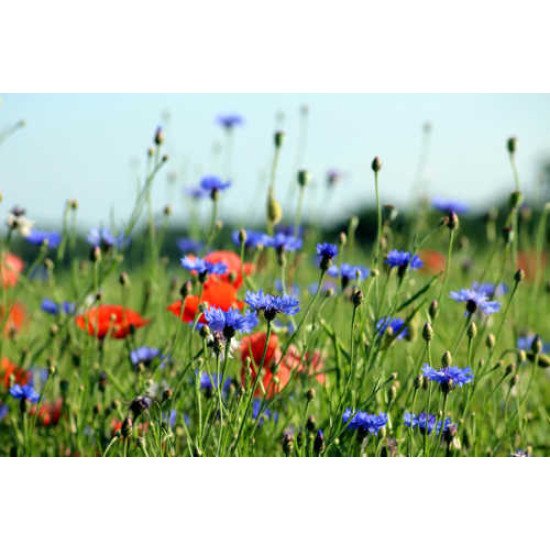 Fototapetas Rugiagėlių ir aguonų laukas