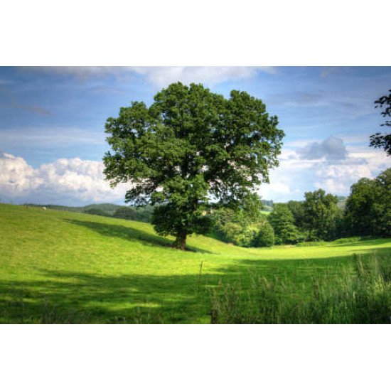 Fototapetas Vienišas medis laukymėje