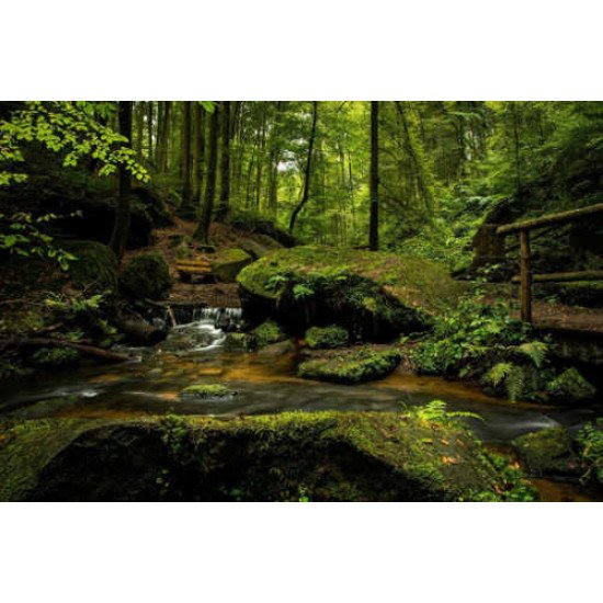 Fototapetas Žalioji laukymė miško glūdumoje