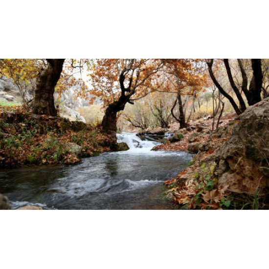 Fototapetas Rudens keliu - 006